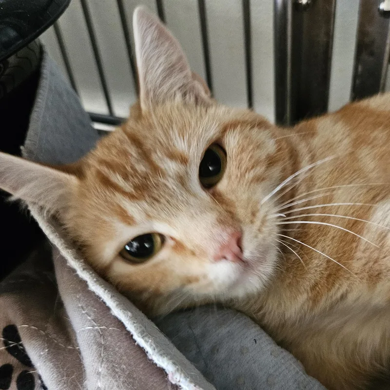 A young medium-sized female Domestic Short Hair cat named Miss Spink for adoption in The Dalles, OR