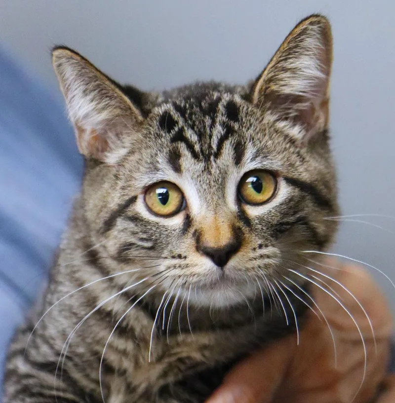 A baby medium-sized male Domestic Short Hair cat named Faxi for adoption in Kansas City, KS