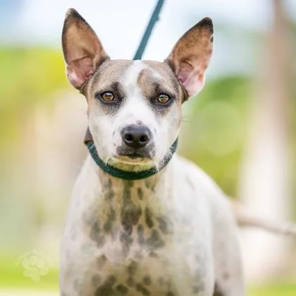 An adult medium-sized female Terrier dog named Lydia for adoption in Honolulu, HI