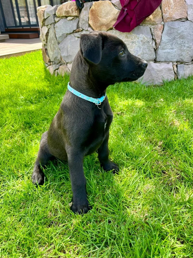 A baby medium-sized female Black Labrador Retriever dog named Axel for adoption in Austin, TX