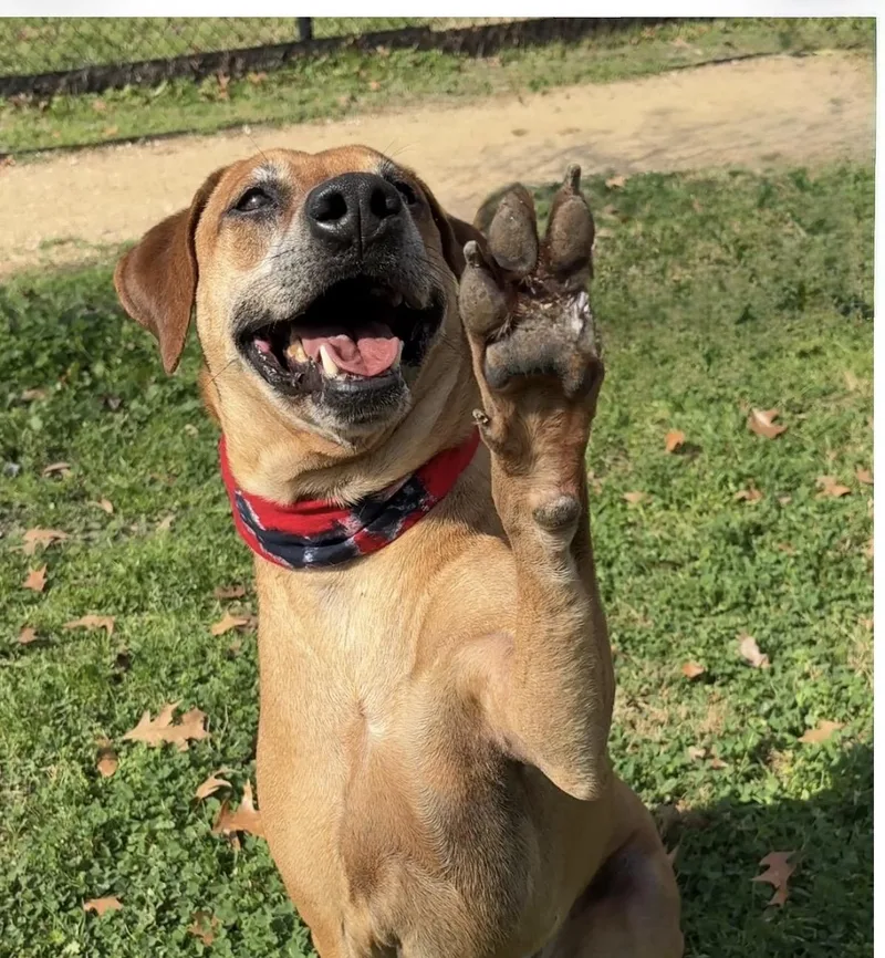 A senior large-sized male Red / Chestnut / Orange Labrador Retriever dog named Benny for adoption in Cypress, TX