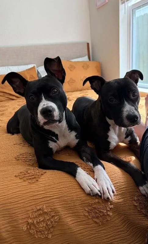 An adult medium-sized female Black American Staffordshire Terrier dog named Phoebe for adoption in Austin, TX
