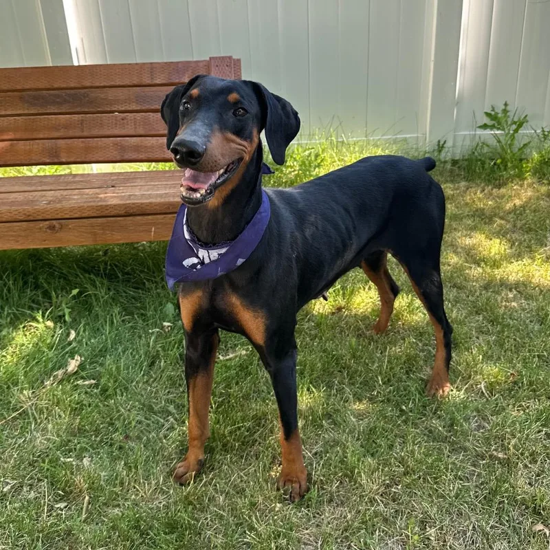 An adult medium-sized female Doberman Pinscher dog named Hattie for adoption in Logan, UT