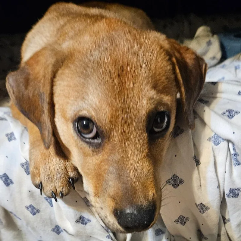 Sookie