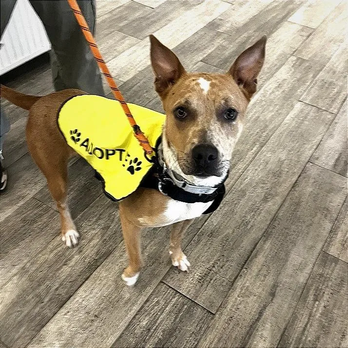 An adult medium-sized female Pit Bull Terrier dog named Emilia for adoption in Los Angeles, CA