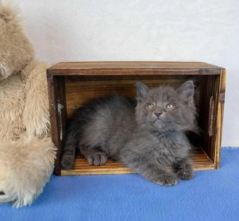 A baby medium-sized male Domestic Medium Hair cat named Teton for adoption in Kennesaw, GA
