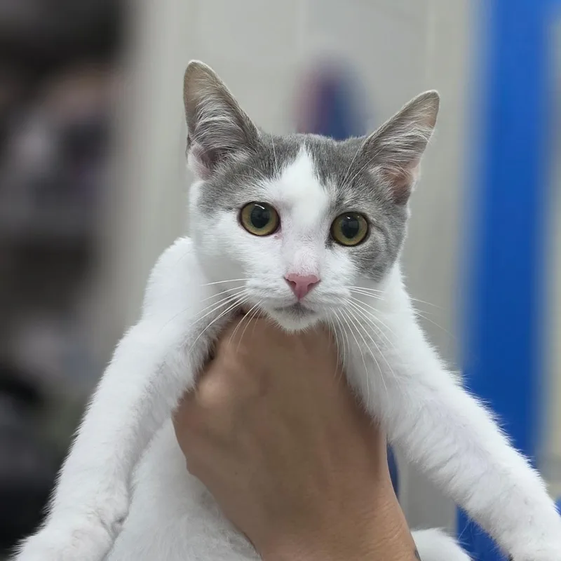 A baby small-sized female Gray / Blue / Silver Domestic Short Hair cat named Sirena for adoption in Huntsville, AL