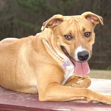 An adult medium-sized female Brown / Chocolate Mountain Cur dog named Honey s for adoption in Sequatchie, TN