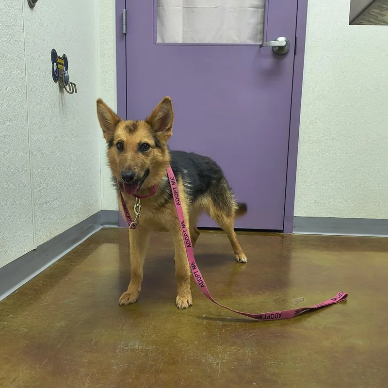 A young medium-sized female Black German Shepherd Dog dog named Latte for adoption in Albuquerque, NM