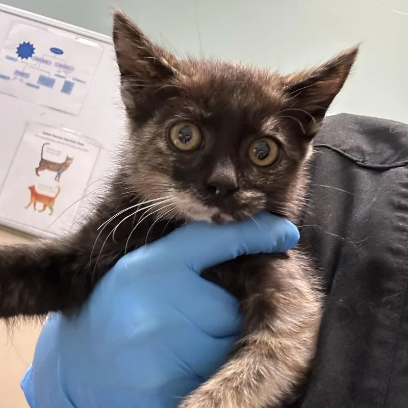 A baby small-sized female Domestic Short Hair cat named Multigrain for adoption in Tacoma, WA