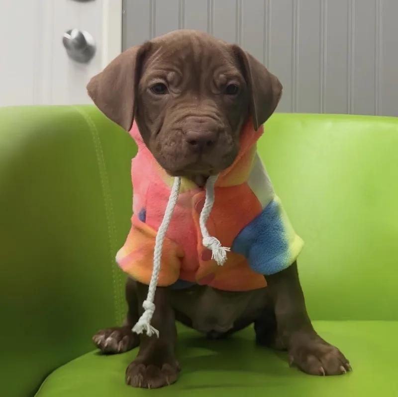 A baby medium-sized female Brown / Chocolate Pit Bull Terrier dog named Pudding for adoption in Naperville, IL