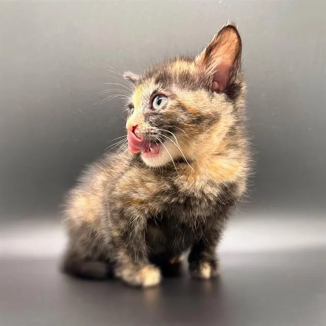 A baby small-sized female Domestic Short Hair cat named Oren for adoption in Fairfield, CA
