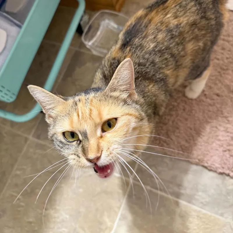An adult small-sized female Black Domestic Short Hair cat named Maggie for adoption in Buffalo, MN
