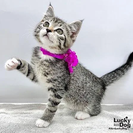 A baby medium-sized female Domestic Short Hair cat named Karma for adoption in Washington, DC
