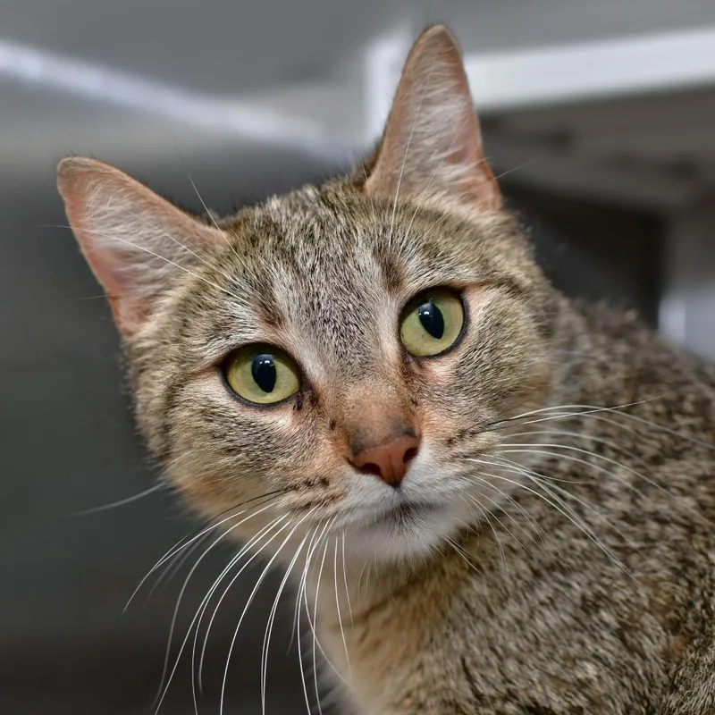 An adult medium-sized female Brown / Chocolate Domestic Short Hair cat named Penny for adoption in Manhattan, KS