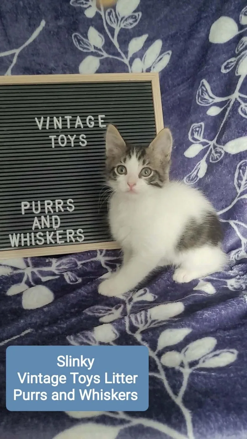 A baby medium-sized male Black & White / Tuxedo Domestic Short Hair cat named Slinky for adoption in New Hartford, NY