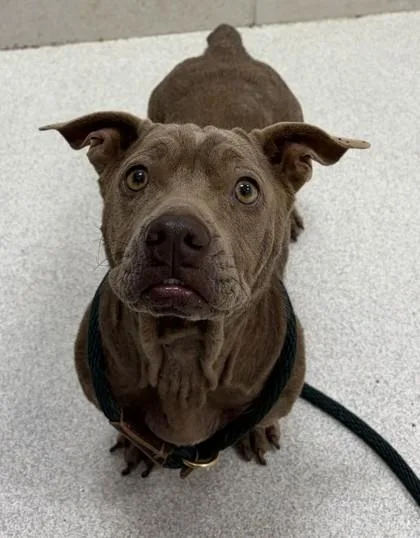 An adult small-sized female Staffordshire Bull Terrier dog named Jazzy for adoption in Honolulu, HI