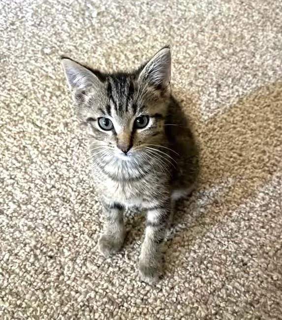 A baby small-sized male Tabby (Gray / Blue / Silver) Domestic Short Hair cat named Teton for adoption in Monterey, VA