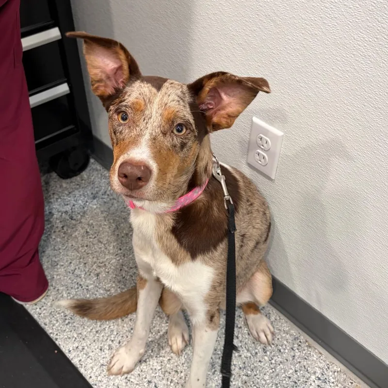 A young medium-sized female Mixed Breed dog named Dumpling for adoption in Scituate, MA