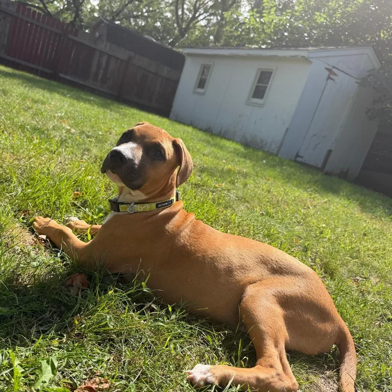 A baby medium-sized male Boxer dog named Stanley D for adoption in Minnetonka, MN