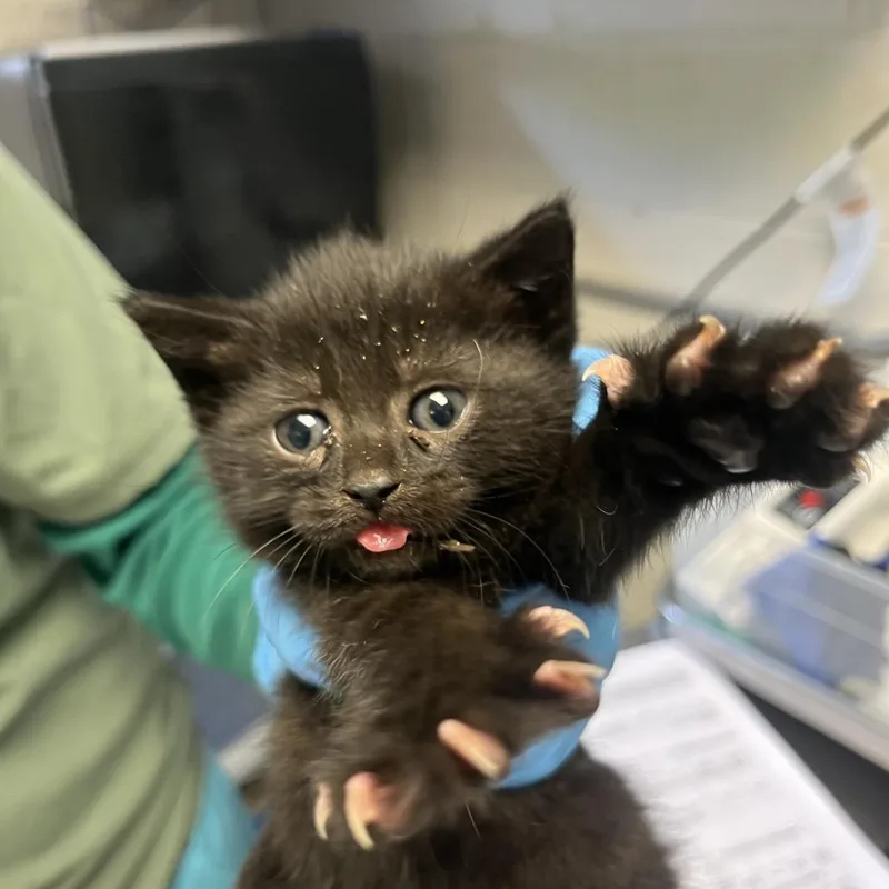 A baby small-sized female Black Domestic Short Hair cat named Linda for adoption in Ruckersville, VA