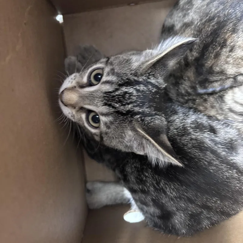 A baby small-sized male Brown / Chocolate Domestic Short Hair cat named Lovey for adoption in Jacksonville, FL