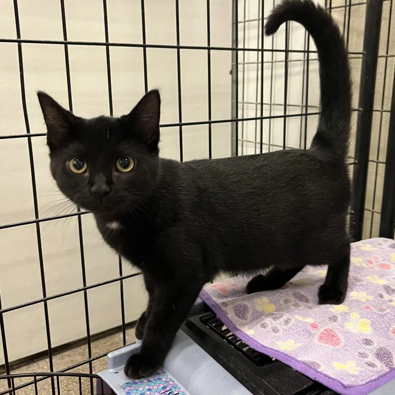 A baby medium-sized female Domestic Short Hair cat named Melita for adoption in Columbus, OH