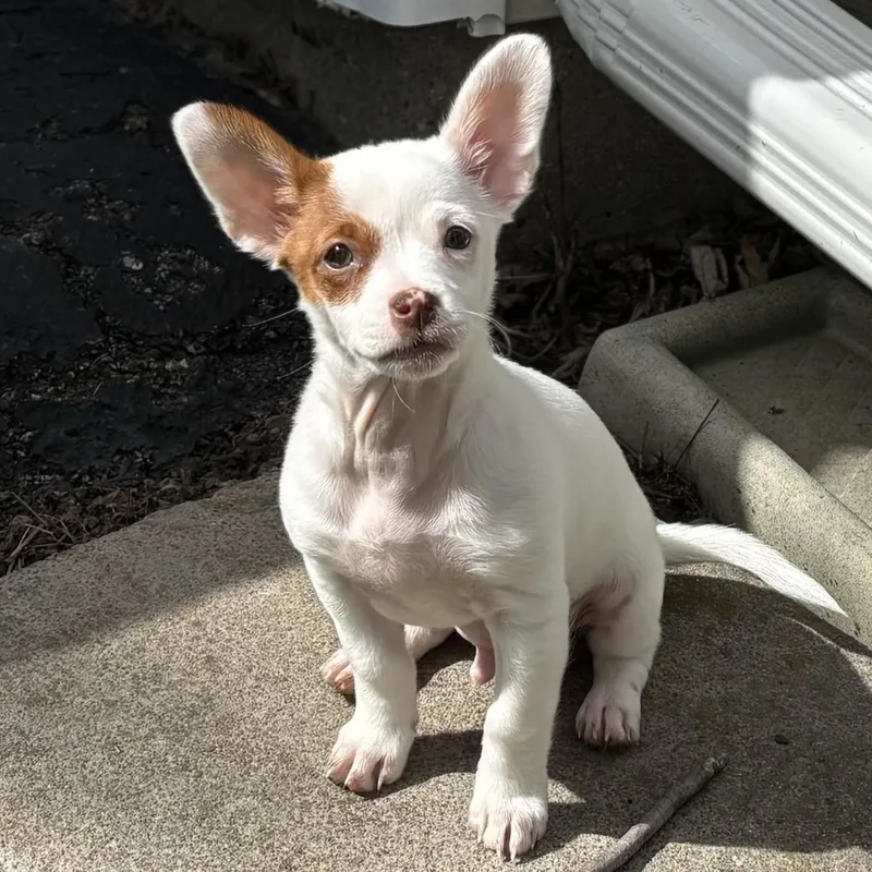 Squirt thumbnail 2