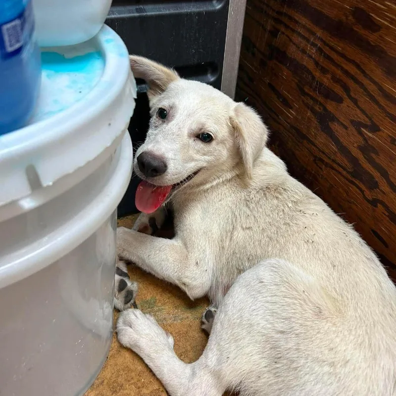 A baby medium-sized male White / Cream Anatolian Shepherd dog named Bolt for adoption in Madill, OK