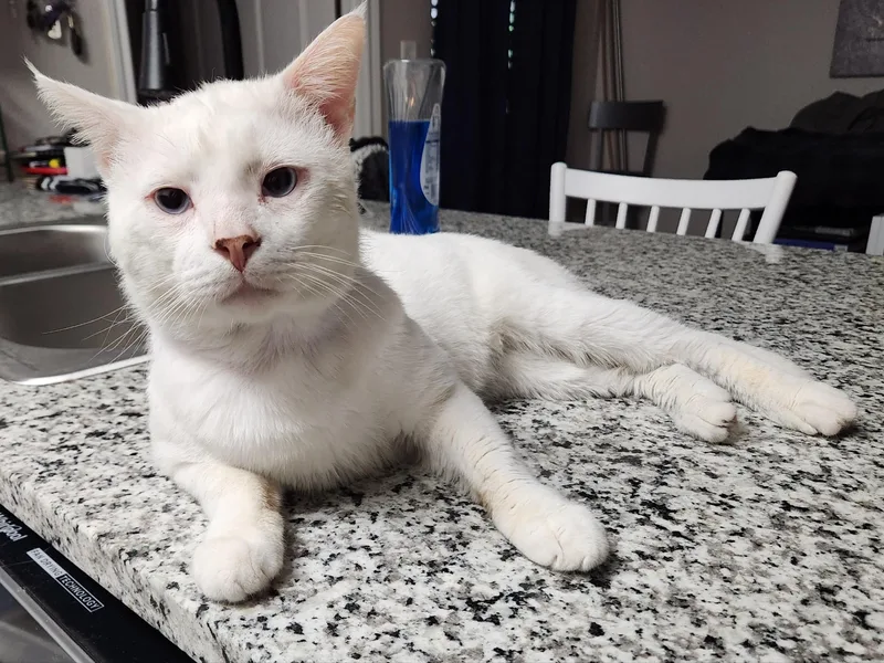 An adult large-sized male White Domestic Short Hair cat named Otonaki for adoption in Mount Pleasant, TX