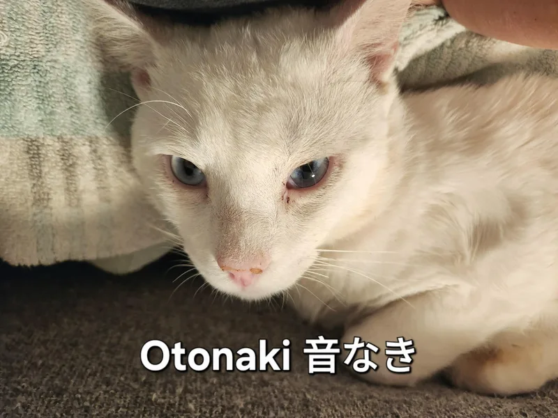 Otonaki thumbnail 2
