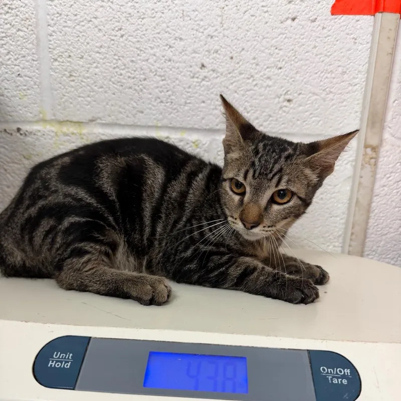 A baby small-sized male Gray / Blue / Silver Domestic Short Hair cat named Romeo for adoption in Edinburg, TX