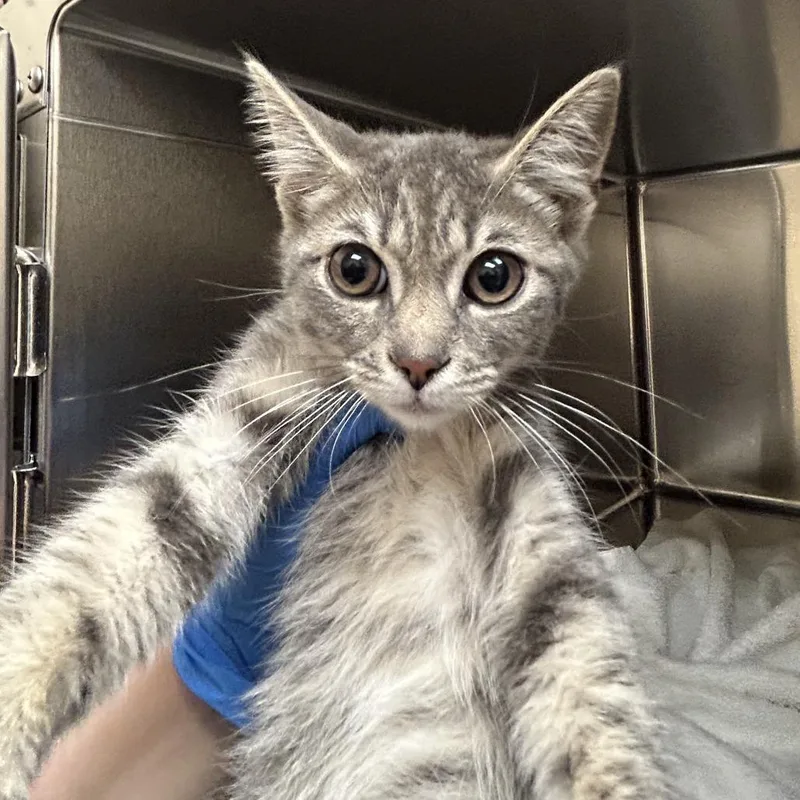 A baby small-sized female Gray / Blue / Silver Domestic Short Hair cat named Bella for adoption in Springfield, MA