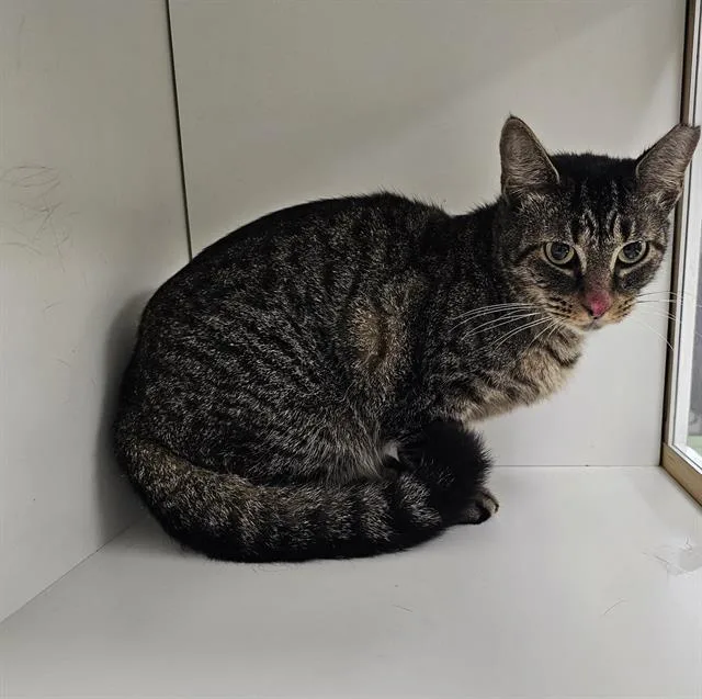 An adult large-sized female Domestic Short Hair cat named Queen for adoption in Winter Haven, FL