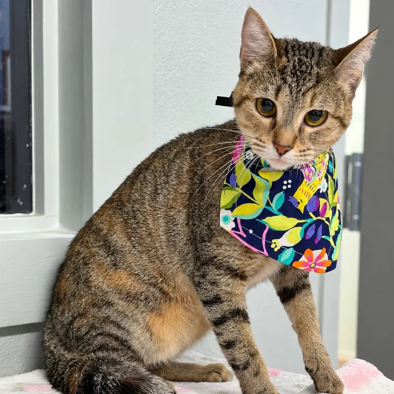 A young medium-sized female Domestic Short Hair cat named Caramel for adoption in Lufkin, TX