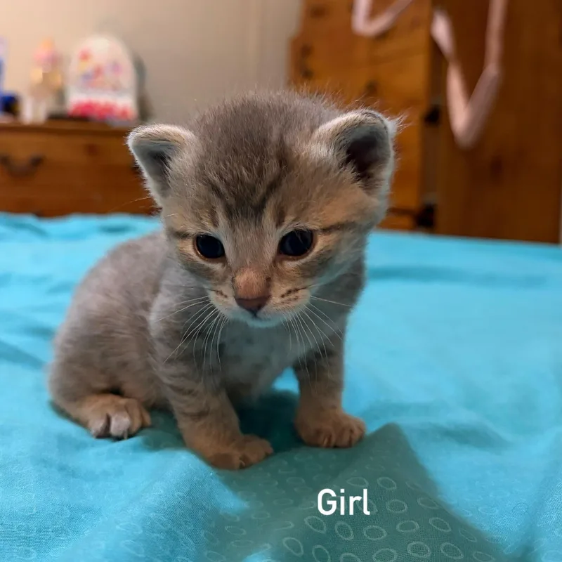 A baby small-sized female Domestic Short Hair cat named Lulu for adoption in Belvidere, IL