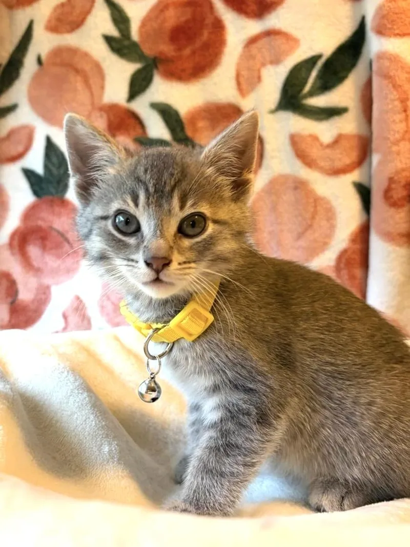 Lulu thumbnail 3