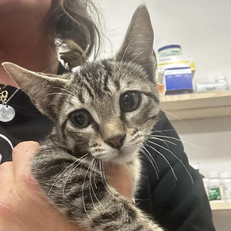 A baby small-sized female Gray / Blue / Silver Domestic Short Hair cat named Bubbly for adoption in Lake Jackson, TX