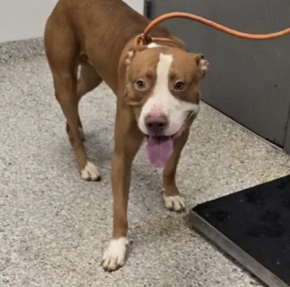 An adult large-sized male Terrier dog named Epcot for adoption in Gastonia, NC