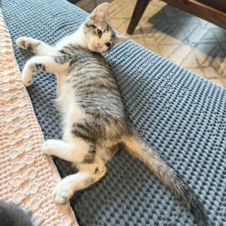 A baby small-sized male Gray / Blue / Silver American Shorthair cat named Mayhem for adoption in Brooklyn, NY