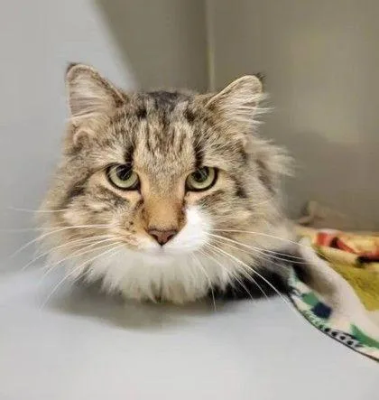 An adult medium-sized male Buff / Tan / Fawn Domestic Medium Hair cat named Kilo for adoption in Williamsport, PA