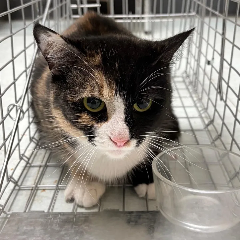 An adult medium-sized female Calico Domestic Short Hair cat named Luna Tuna for adoption in Philadelphia, PA