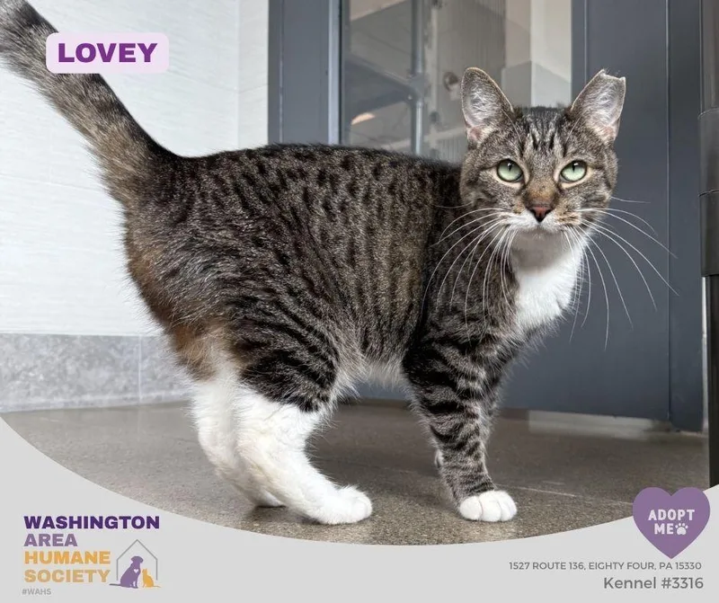 A senior medium-sized female Tabby (Brown / Chocolate) Domestic Short Hair cat named Lovey for adoption in Eighty Four, PA