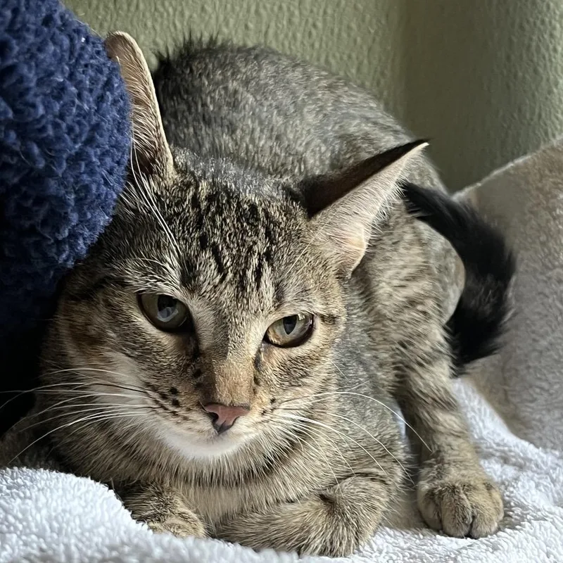 A baby small-sized female Gray / Blue / Silver Domestic Short Hair cat named Stella for adoption in Kyle, TX