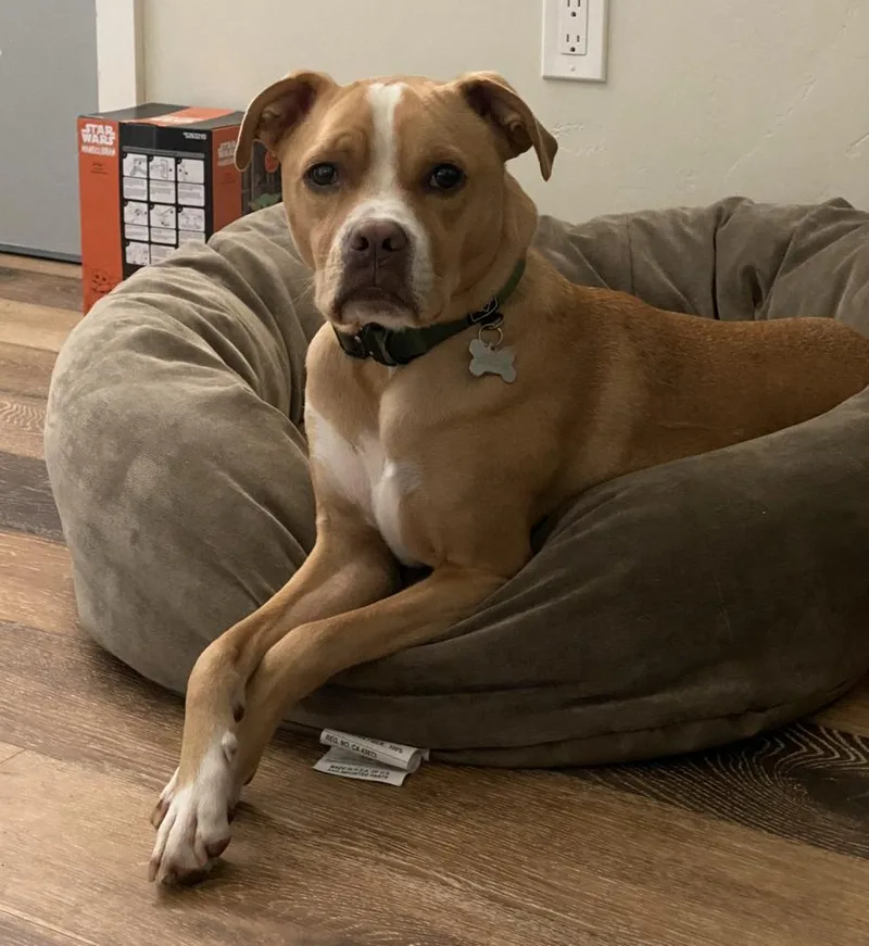 An adult medium-sized male Mixed Breed dog named Arlo for adoption in San Diego, CA