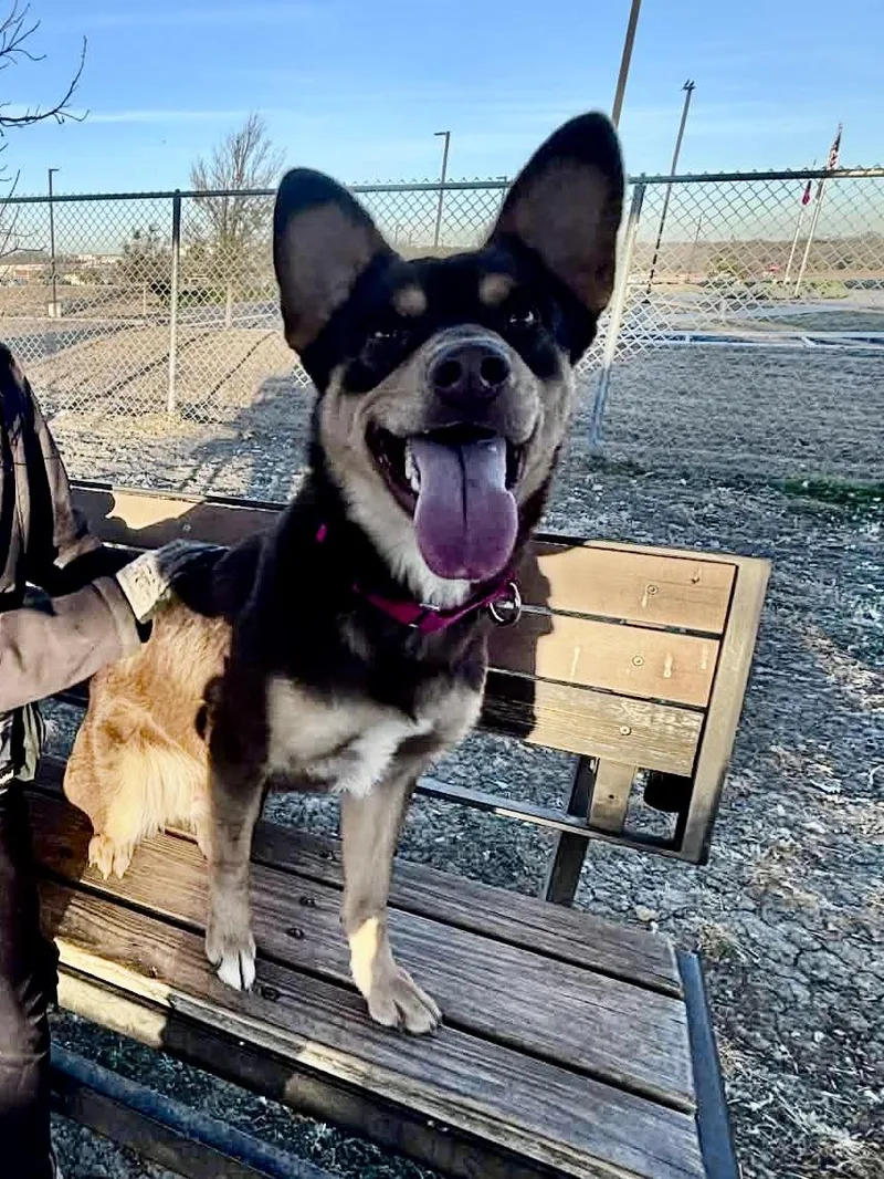 An adult medium-sized male Brown / Chocolate Mixed Breed dog named Barry for adoption in Georgetown, TX