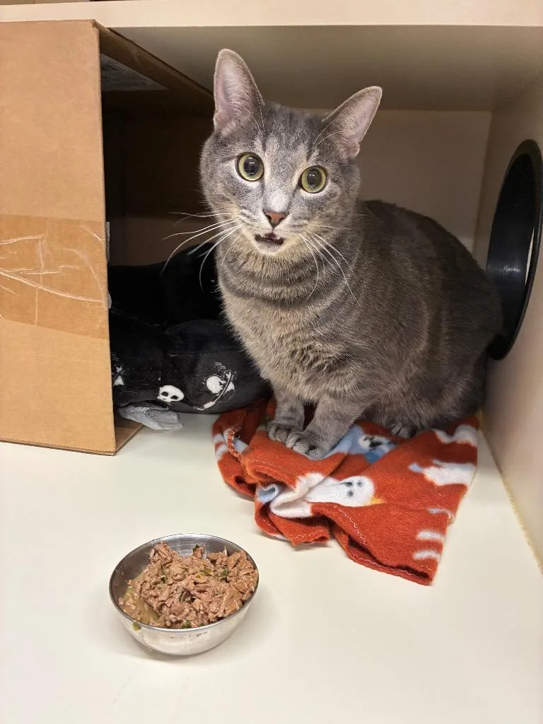 A young medium-sized male Domestic Short Hair cat named Asher for adoption in Bloomington, IN