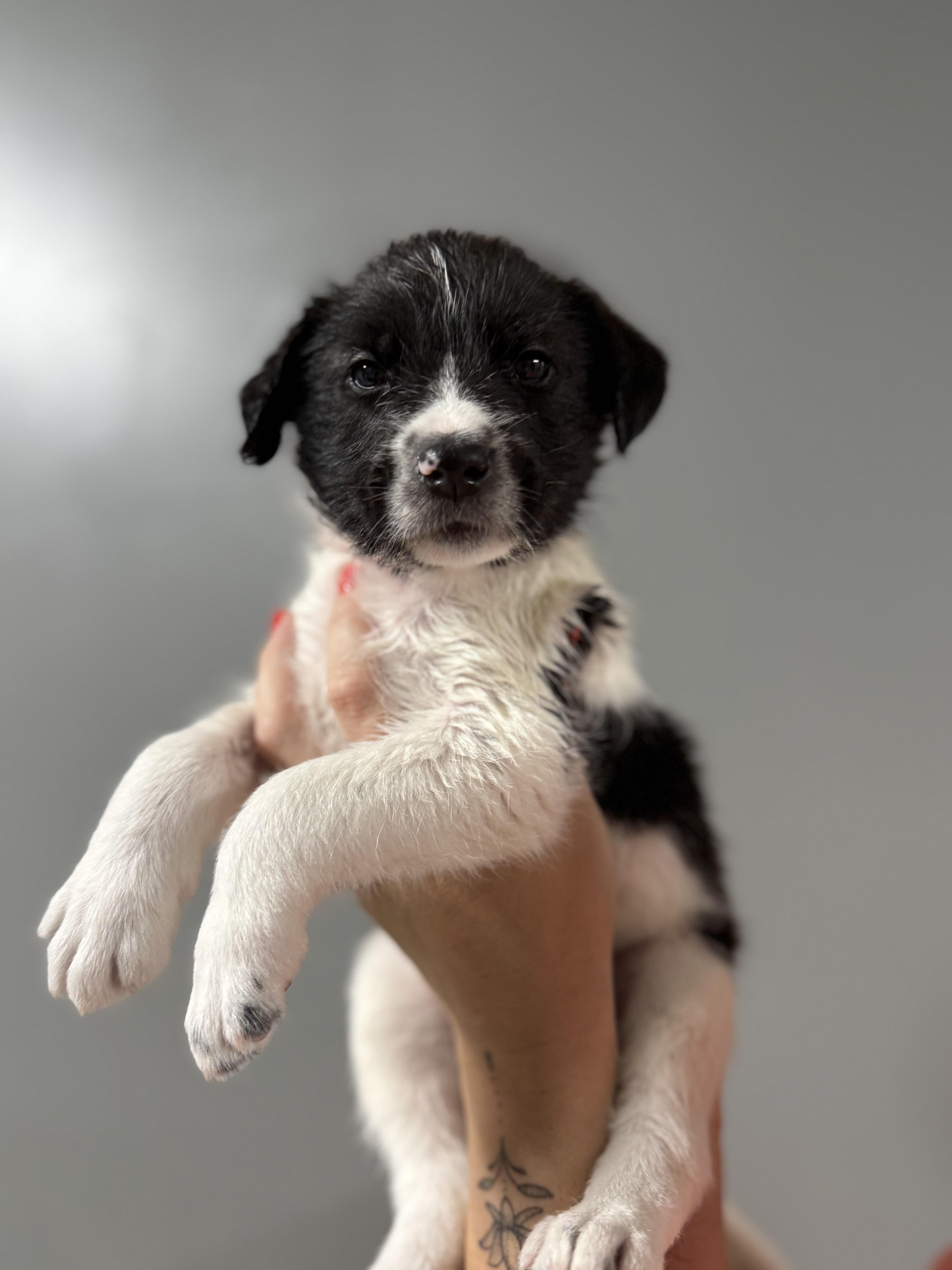 A baby medium-sized male Mixed Breed dog named Tucker for adoption in MYRTLE BEACH, SC