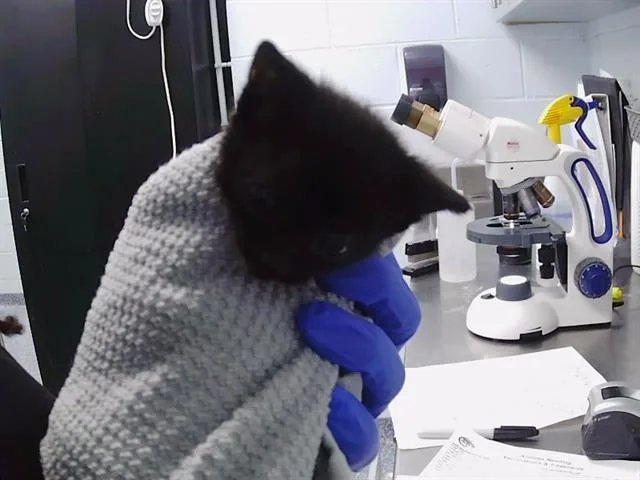A baby small-sized female Domestic Short Hair cat named Harriet for adoption in Charlotte, NC