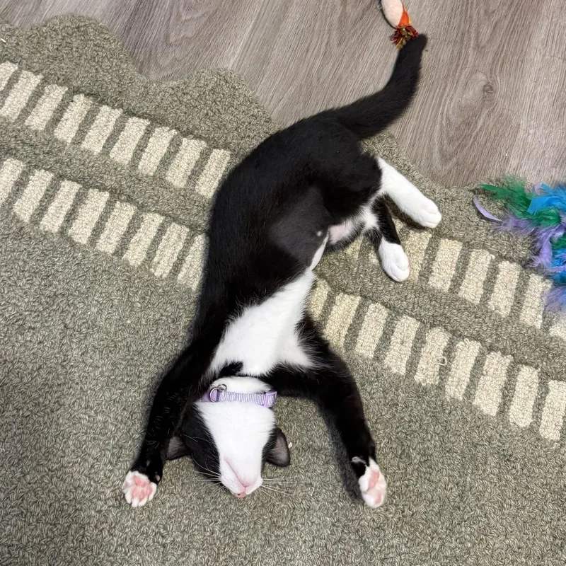 A baby small-sized female Black Domestic Short Hair cat named Cookie for adoption in Charlotte, NC